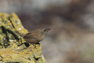 Cobb's Wren (Troglodytes cobbi) on a lichen covered piece of wood on the coast of Sea Lion Island in the Falkland Islands