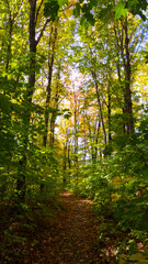 Fototapeta na wymiar Vertical Photo: A lot of green and yellow leaves from the middle of the forest during a bright and beautiful day of early Autumn. Province of Quebec, Canada.