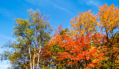 Naklejka premium A lot of colorful leaves and trees during a bright and beautiful day of Autumn. Province of Quebec, Canada.