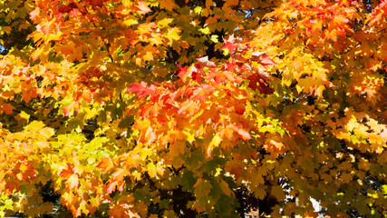 A lot of colorful leaves and maple trees during a bright and beautiful day of Autumn. Province of Quebec, Canada.