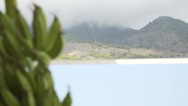 Banana tree in the mountains