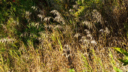 Long golden grass with a dark natural background.