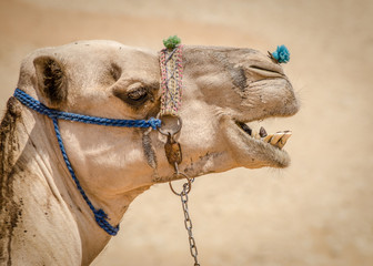 Camel from Ciro Egypt 