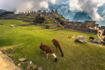 Machu Picchu, Peru - August 04, 2017: Llamas at ancient City of Machu Picchu, Peru