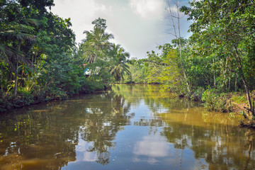Fototapeta na wymiar River in the rainforest in Sri Lanka