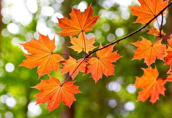Fototapeta na wymiar Colourful autumn leaf. Autumn color