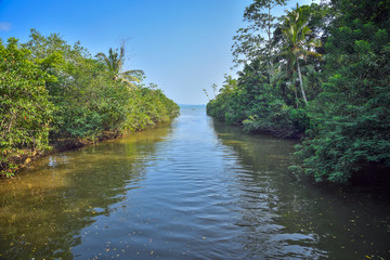 River in the rainforest in Sri Lanka