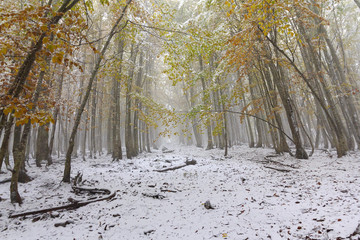 Path in the forest with autumn trees covered with snow. Nature