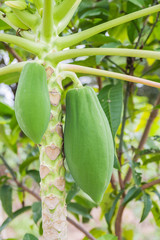 fresh papaya on plant