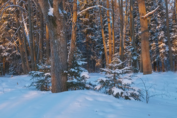Winter landscape in the forest at sunset