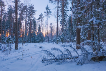 Winter landscape in the forest in the frosty twilight