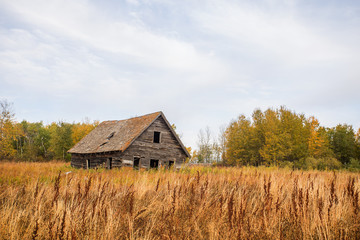 A leaning and crumbling gray wooden house surrounded by tall weeds and autmn colored trees in a countryside landscape