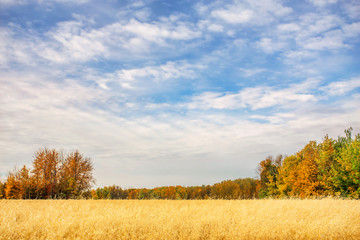 A rural countryside landscape of a ripe oat field surrounded by colorful autumn trees under a daytime cloudy blue sky