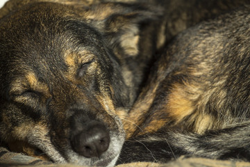 beautiful dog peacefully sleeping on the couch
