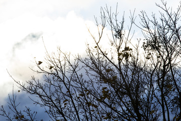 flying branches against a gray autumn sky