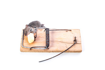 Little mouse got into a mousetrap, white background, place for text