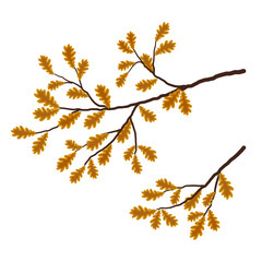 Oak branch on a white background. There are yellow autumn leaves in the picture. It can be used as a design element. Vector illustration