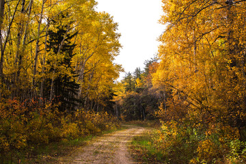 A winding trail through an autumn colored forest in a rural landscape