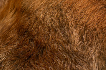 Classy and luxurious red fox fur