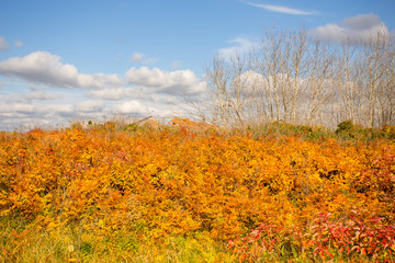 Fototapeta premium A hill full of autumn colored foliage under a blue cloudy sky