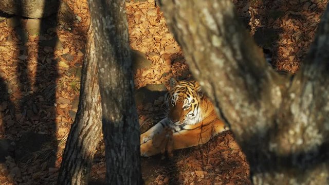 Beautiful and strong amur or ussuri tiger is lying under a tree in autumn forest