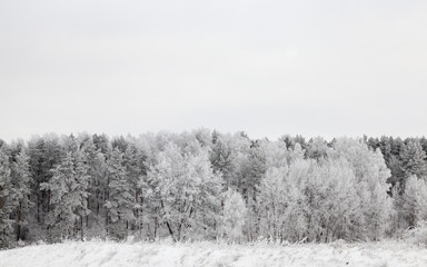 Naklejka premium winter forest