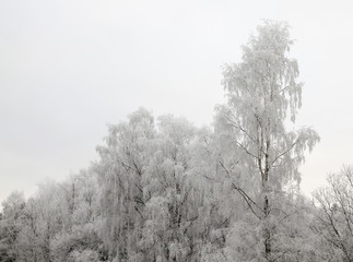 Obraz premium Photographed winter forest