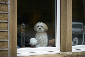 
Lhasa apso dog looking out of a window. - obrazy, fototapety, plakaty