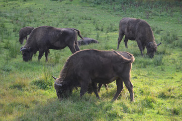 Fototapeta na wymiar Bison