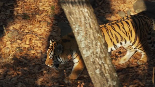 Amazing strong amur or ussuri tiger is walking under autumn trees in a forest