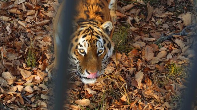 Beautiful amur tiger stares at someone and licks its lips. 