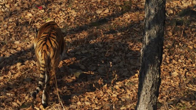 Beautiful and strong amur or ussuri tiger is walking in a forest