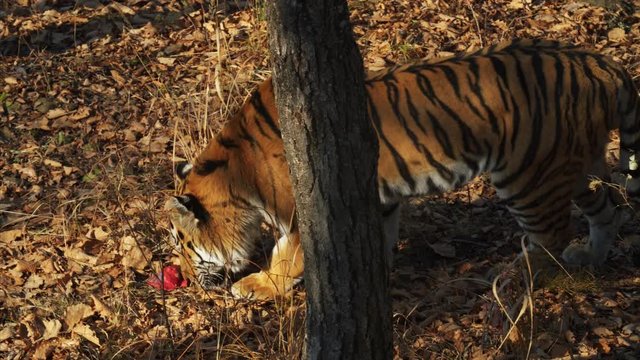 Amazing amur tiger takes a piece of fresh meat in dried leaves in a forest.