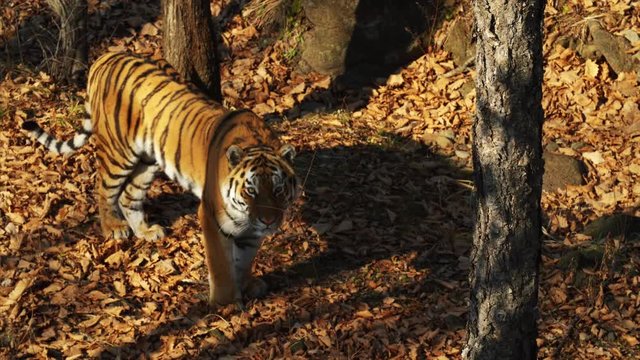 Beautiful amur tiger stares at someone.