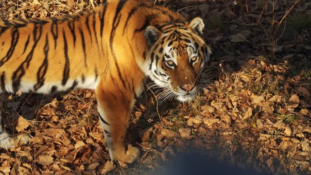 Beautiful amur tiger stares at someone.