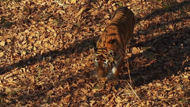 Amazing amur or ussuri tiger is looking for something in dried leaves