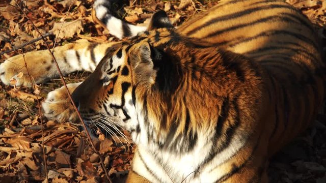 Close portrait of great amur or ussuri tiger lying on dried leaves.