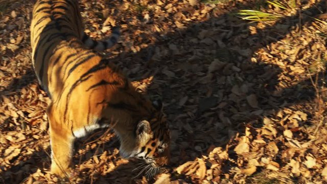 Amazing amur or ussuri tiger is looking for something in dried leaves