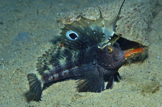a small fish comes out on the rock