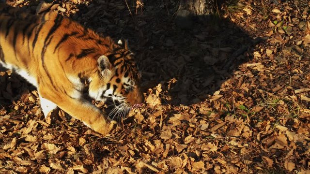 Amazing strong amur or ussuri tiger is walking in a forest