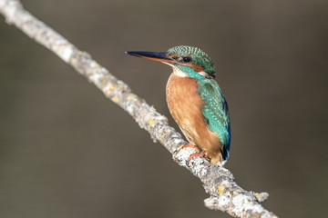Fototapeta premium Zimorodek zwyczajny