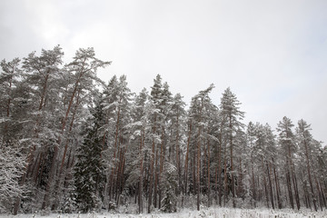Forest in winter