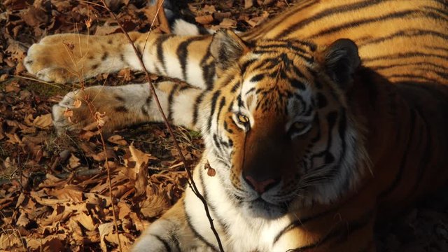 Close portrait of beautiful amur tiger lying on dried leaves. 