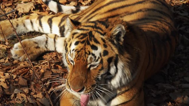 Close portrait of amur tiger lying on leaves, yawning and washing itself.