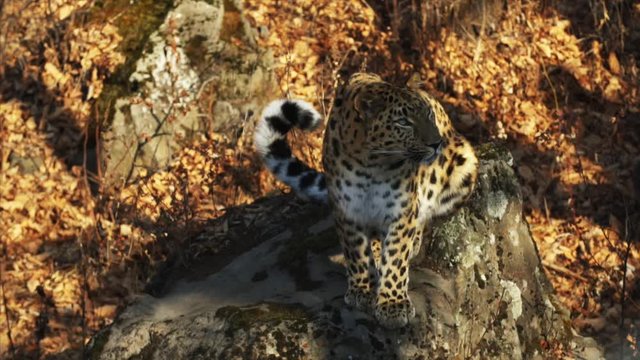 Beautiful rare amur leopard