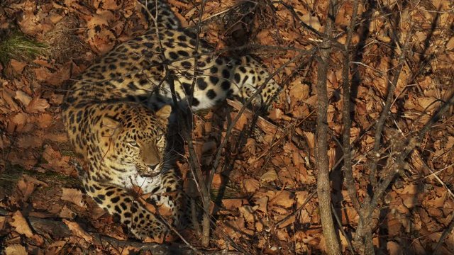 Amazing amur leopard is lying on dried leaves in a forest