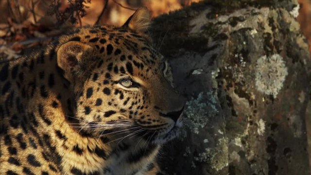 Close portrait of beautiful rare amur leopard