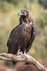 Naklejka premium Black vulture