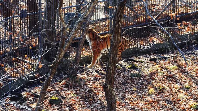 Strong beautiful female amur or ussuri tiger is hunting for deers in cages