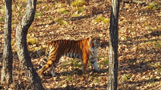 Amazing female amur or ussuri tiger is walking around in autumn forest